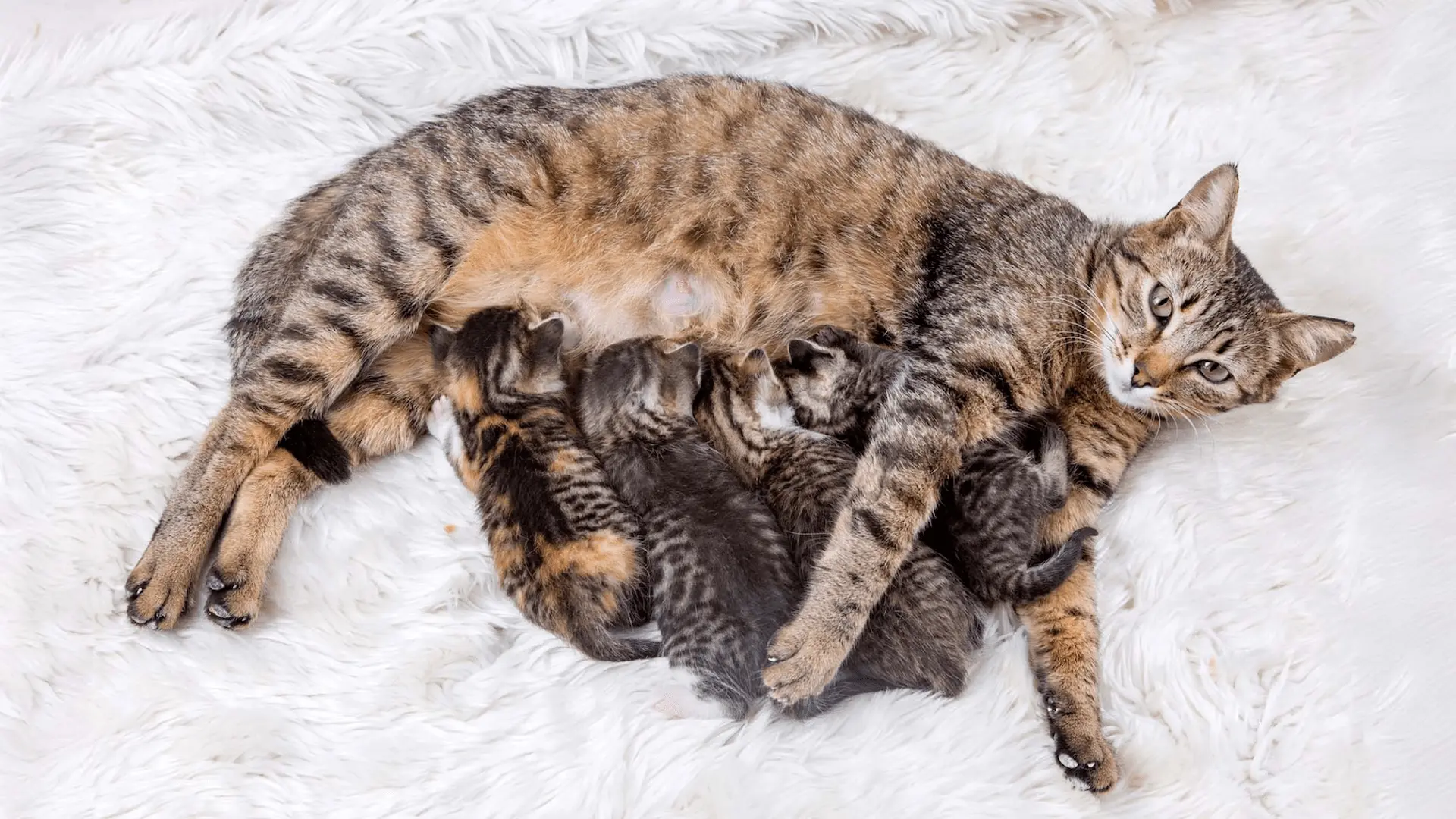 Jenny – A Gata