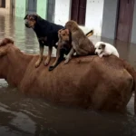 A Vaca e os Cães | Só Palavras A Vaca e os Cães a vaca salvadora 150x150 A Vaca e os Cães