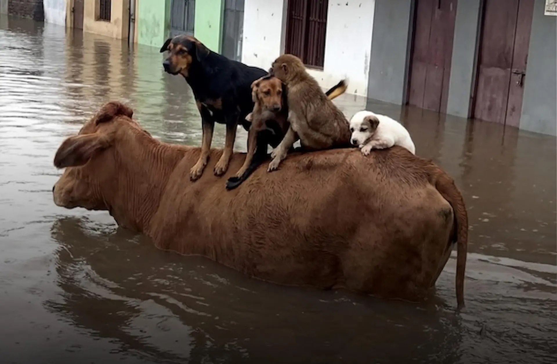 A Vaca e os Cães