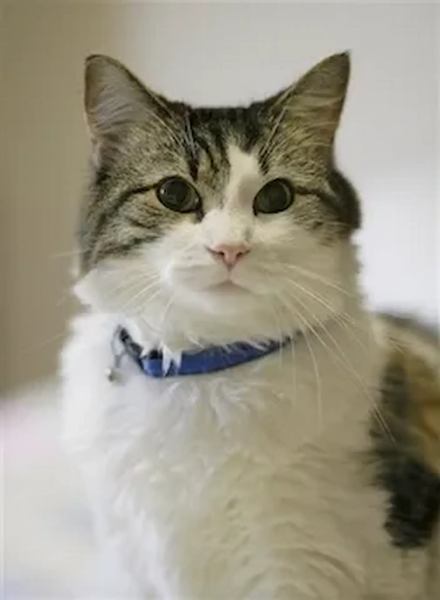 Oscar